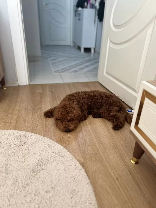 Kucak Aşığı Sevecen Toy Poodle
