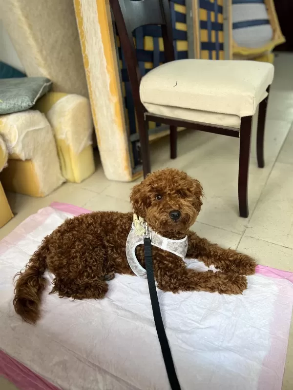 Kucak Aşığı Sevecen Toy Poodle