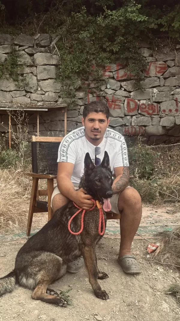 8 Aylık Kapkara Dişi Belçika Kurdu Değerinde