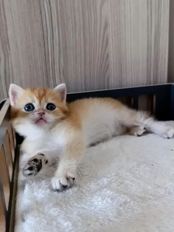 Golden Dişi Yavru British Shorthair