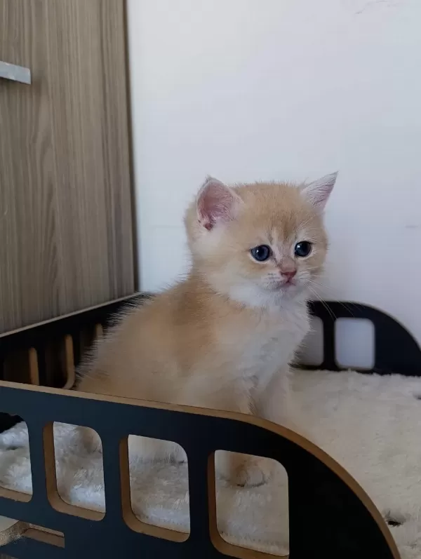 Lilac Golden Erkek British Shorthair Yavru