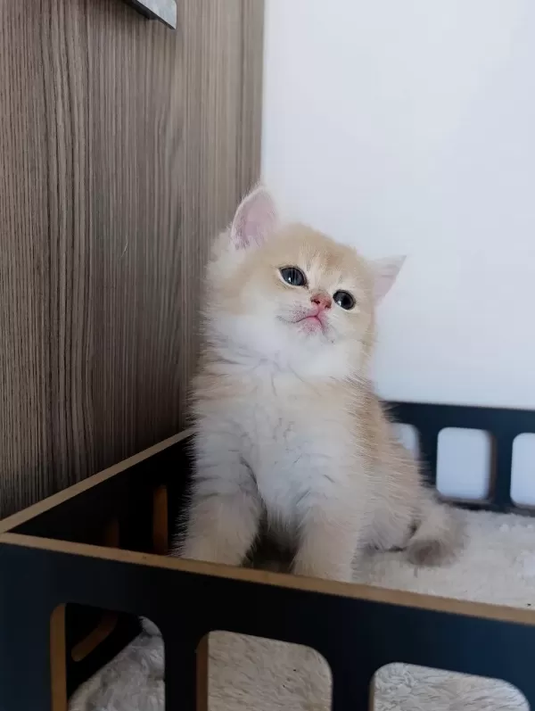 Lilac Golden Erkek British Shorthair Yavru