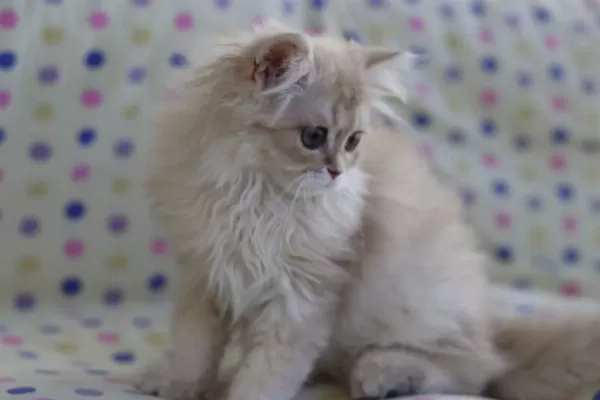 British Longhair Erkek