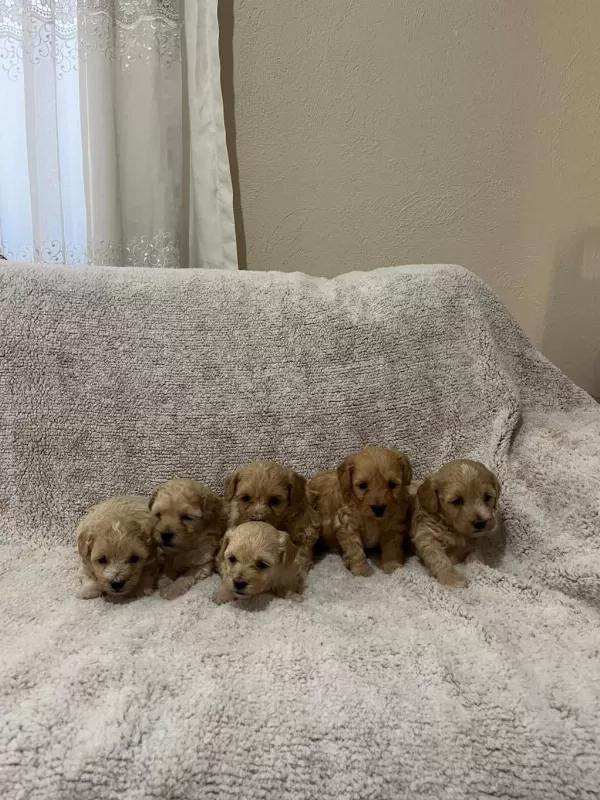 Maltipoo Yavrularımız