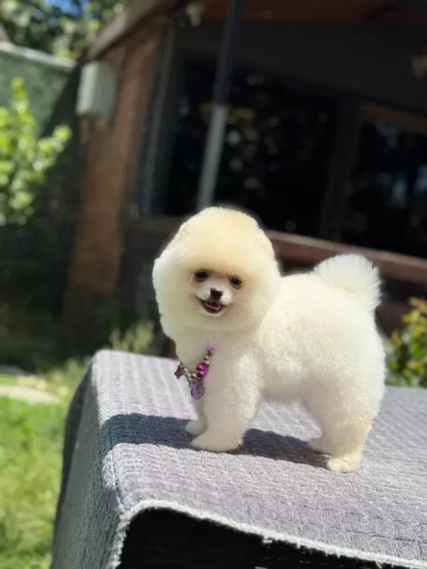 Pomeranian Boo Sağlık Ve İrk Garantili Köpeğimiz