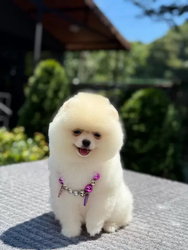 Pomeranian Boo Sağlık Ve İrk Garantili Köpeğimiz