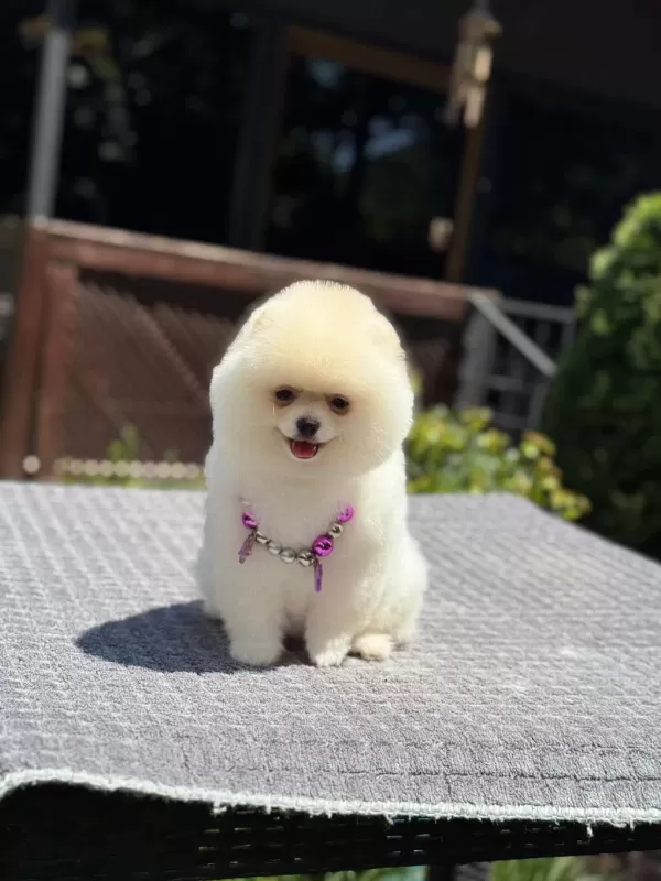 Pomeranian Boo Sağlık Ve İrk Garantili Köpeğimiz