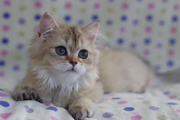 British Longhair Erkek Kediler