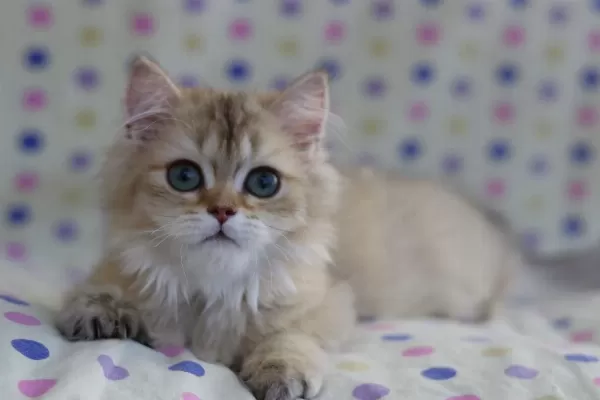 British Longhair Erkek Kediler