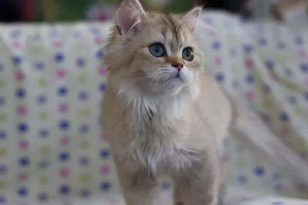 British Longhair Erkek Kediler