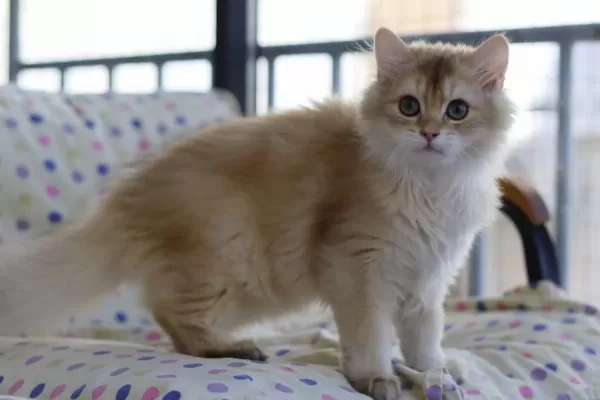 British Longhair Erkek Kedimiz