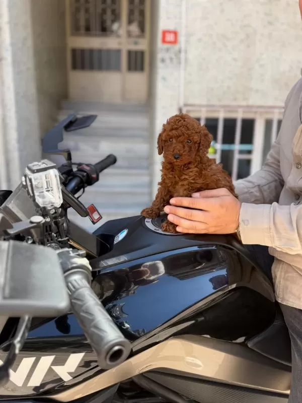 Toy Poodle Sağlık Ve İrk Garantili