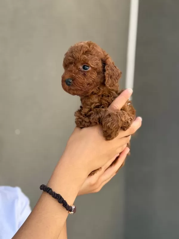 Toy Poodle Sağlık Ve İrk Garantili