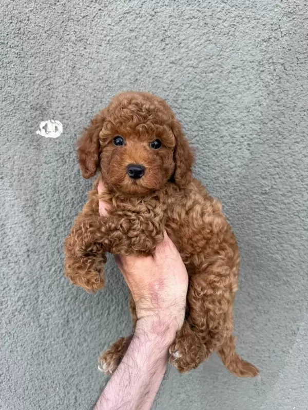 Toy Poodle Sağlık Ve İrk Garantili