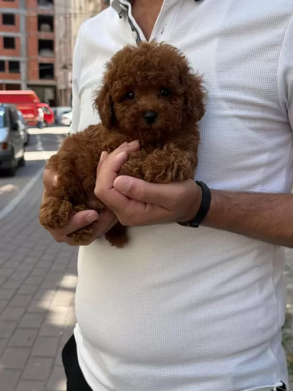 Toy Poodle Sağlık Ve İrk Garantili