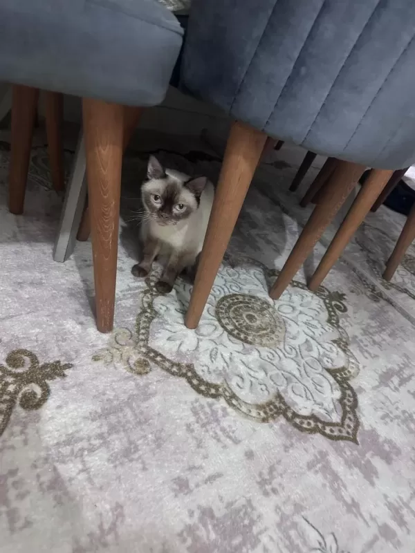 Siyam Kedisi 2,5 Yaşında Dişi