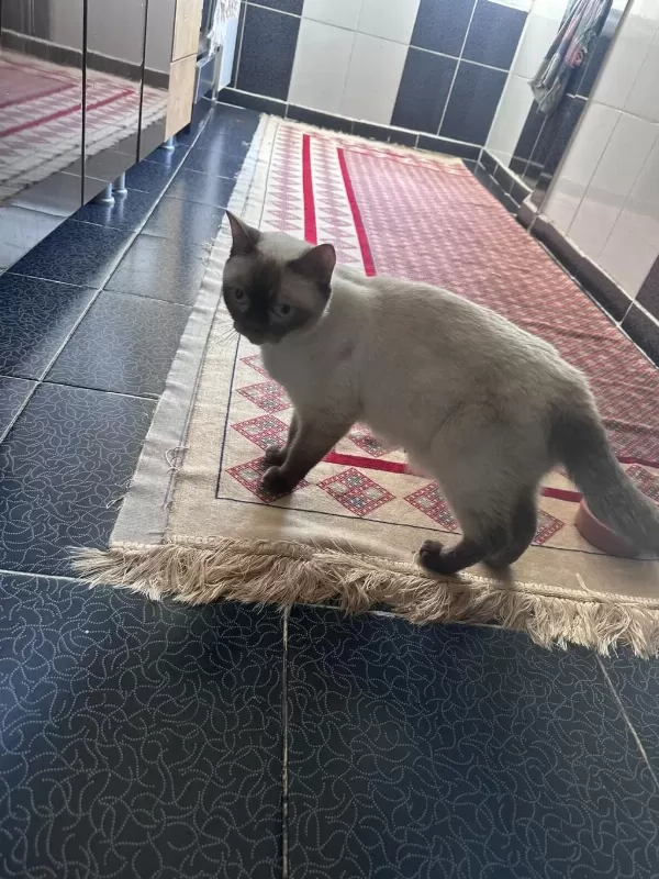 Siyam Kedisi 2,5 Yaşında Dişi