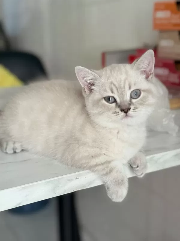 Değerinin Altında British Shorthair