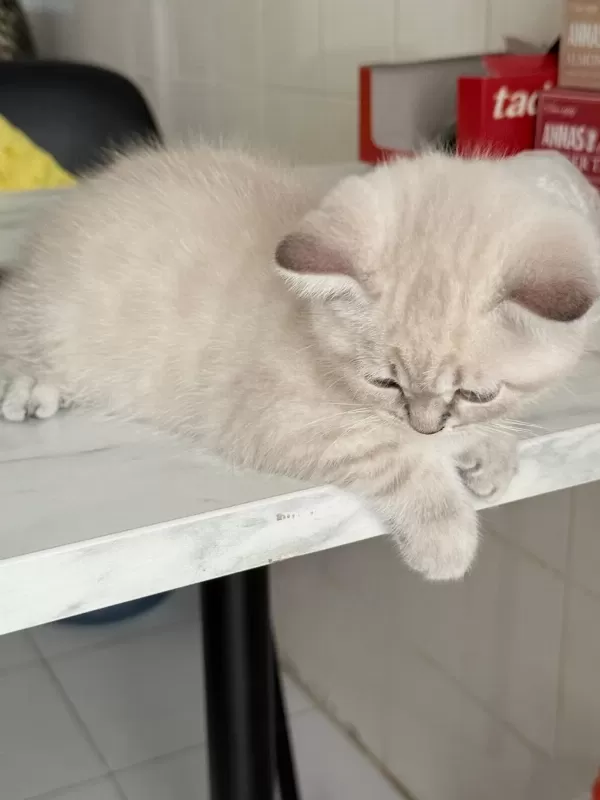 Değerinin Altında British Shorthair