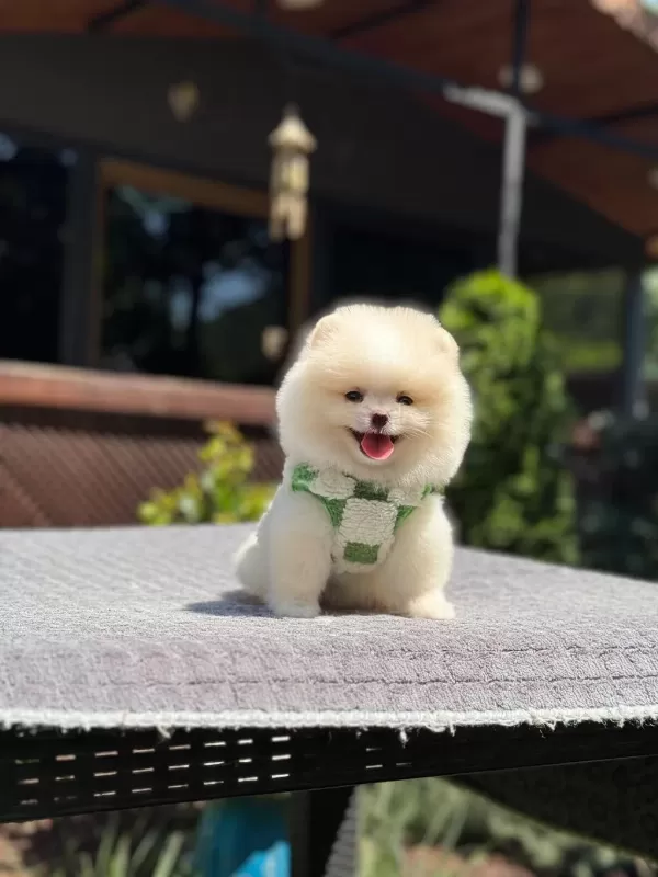 Pomeranian Boo Sağlık Ve İrk Garantili