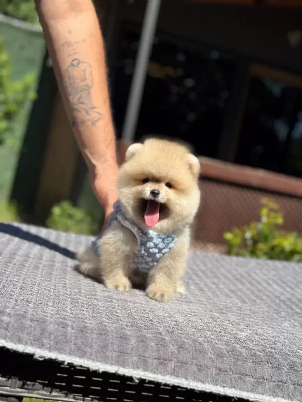 Pomeranian Boo Yavru Köpeğimiz