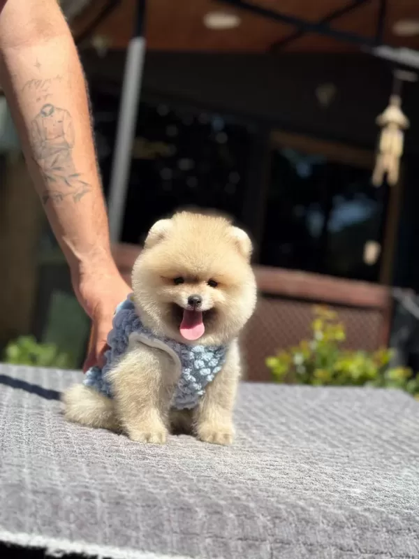 Pomeranian Boo Yavru Köpeğimiz