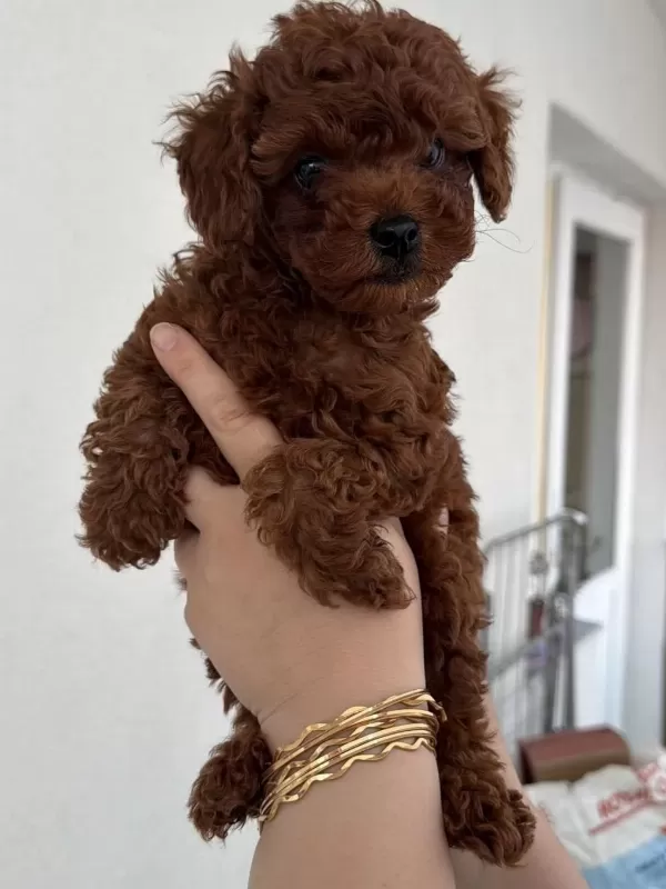 Red Brown Toy Poodle Puppy