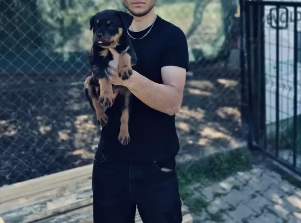 Sağlıklı Rottweiler Yavrumuz