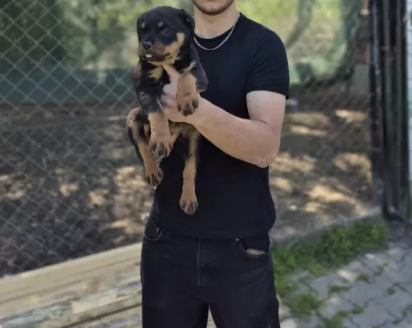 Sağlıklı Rottweiler Yavrumuz