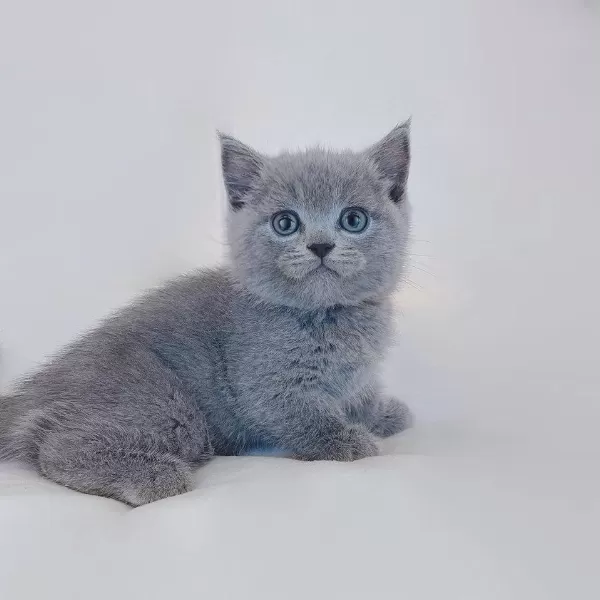 British Shorthair Yavrulari