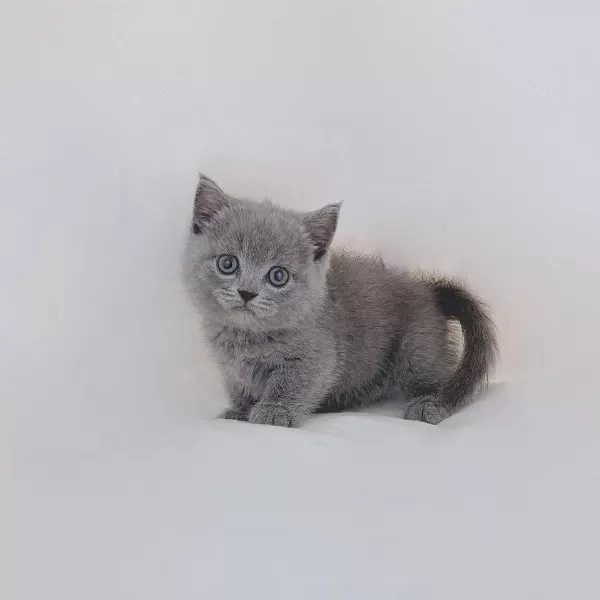 British Shorthair Yavrulari