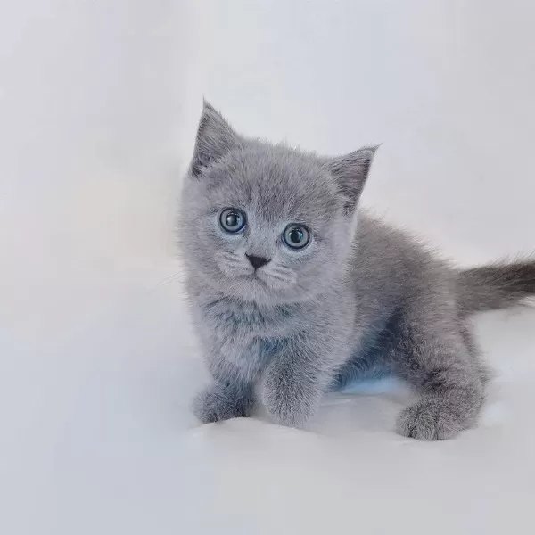 British Shorthair Yavrulari