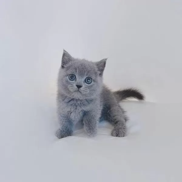 British Shorthair Yavrulari