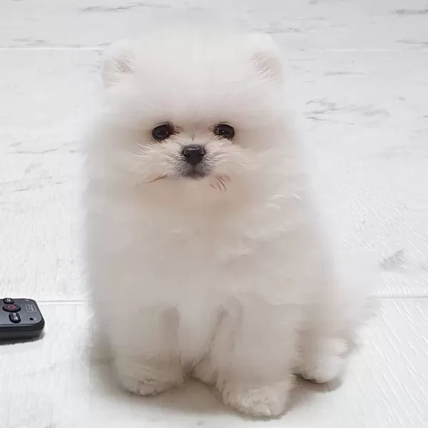 Ayi Surat Pomeranian Yavrulari