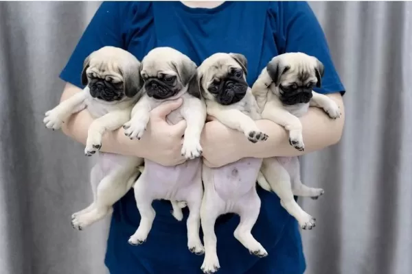 İrk Garantili Pug Yavrulari