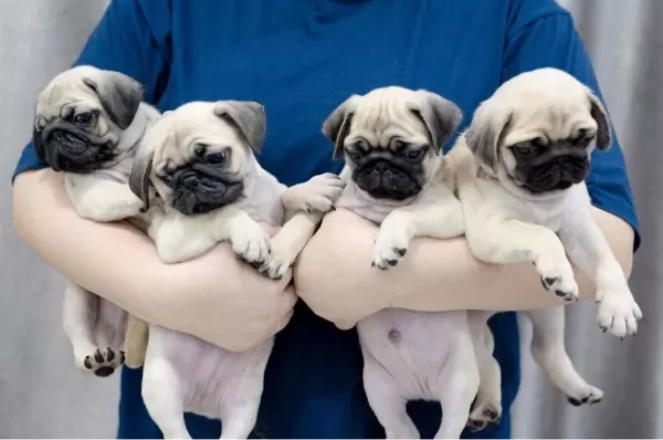 İrk Garantili Pug Yavrulari