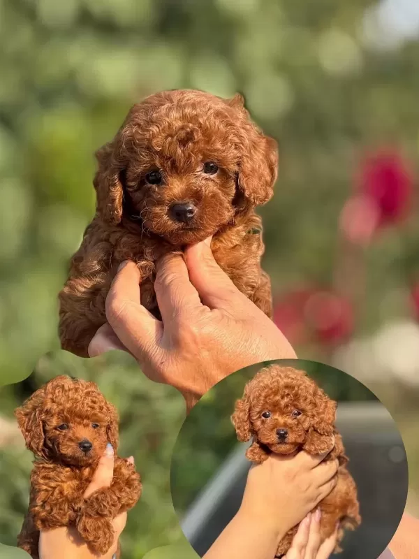 Show Kalite Miniboy Poodle