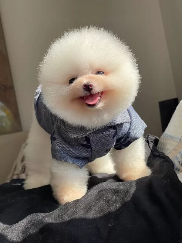 Ayı Surat Pomeranian Yavrular Korekan