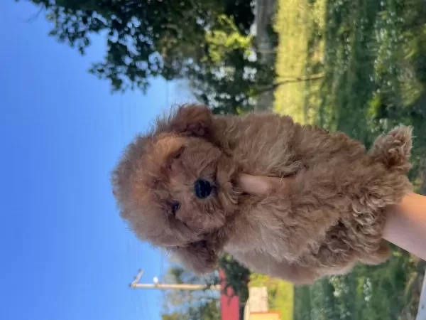 Orjinal Minyatür Toy Poodle Yavrular