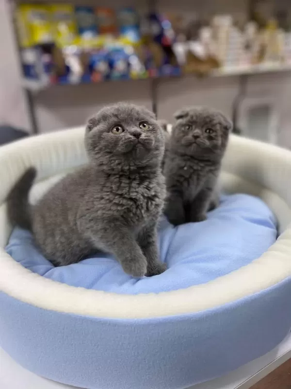 Show Kalite Tam Kapali Kulak Lilak Scottish Fold