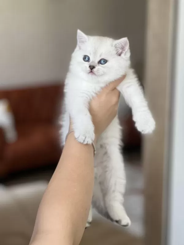 Sevimli Surat British Shorthair Yavrum