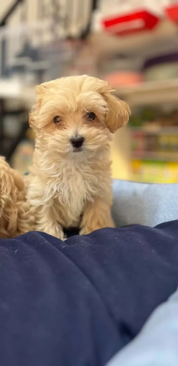 Tüy Dökmeyen Hipoalerjenik Teacup Maltipoo Yavrular