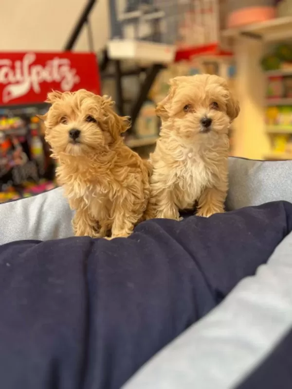 Tüy Dökmeyen Hipoalerjenik Teacup Maltipoo Yavrular