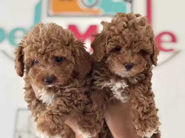 Petmode Köpek Çiftlğinde Ziyarete Açık Kore Maltipoo