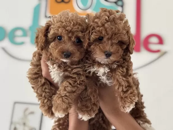 Petmode Köpek Çiftlğinde Ziyarete Açık Kore Maltipoo
