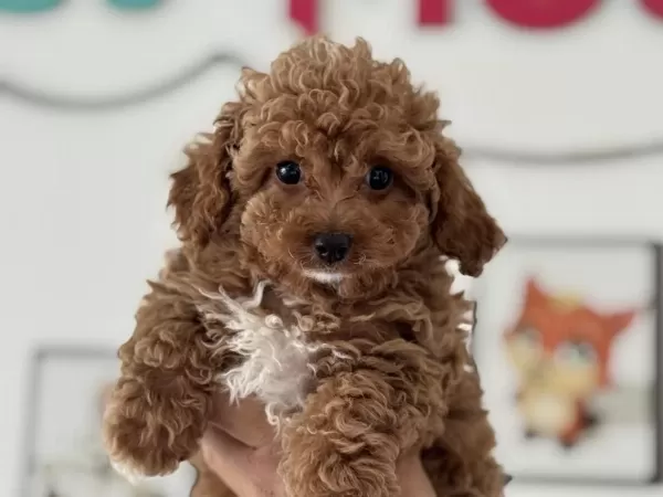 Petmode Köpek Çiftlğinde Ziyarete Açık Kore Maltipoo
