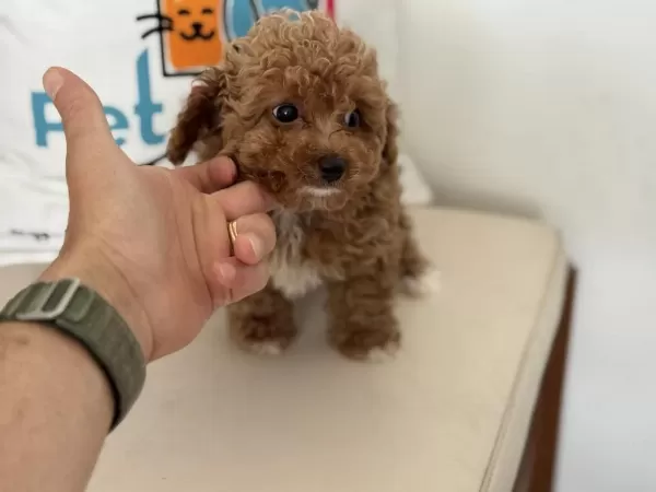 Petmode Köpek Çiftlğinde Ziyarete Açık Kore Maltipoo