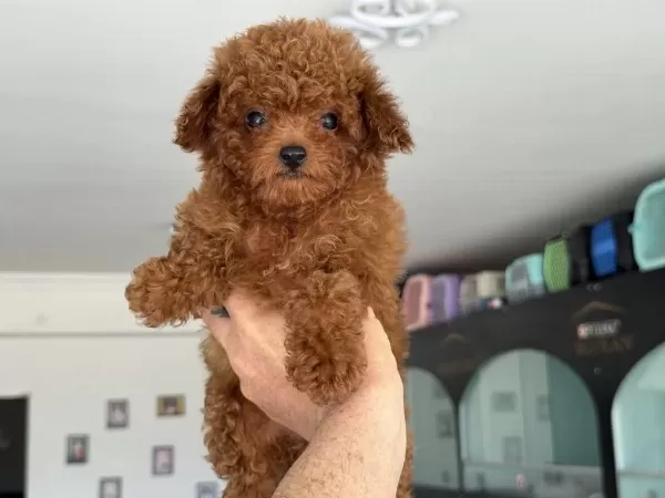 Ankranın En Elit Toy Poodle Yavruları Ziyarete Açık