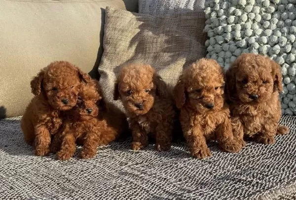 Aile Ortaminda Büyümüş Yavrularimiz