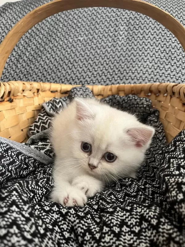 2 Aylık Dişi British Longhair